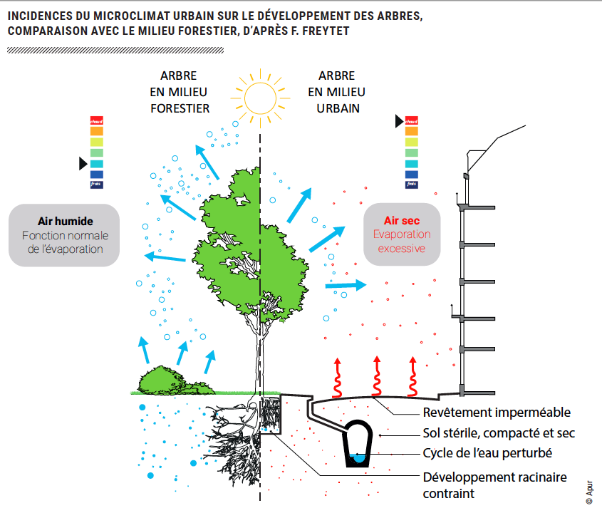 Incidence Microclimat urbain sur le développement des arbres_icu_cahier5